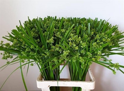 Papyrus Glaber 70cm "T50"