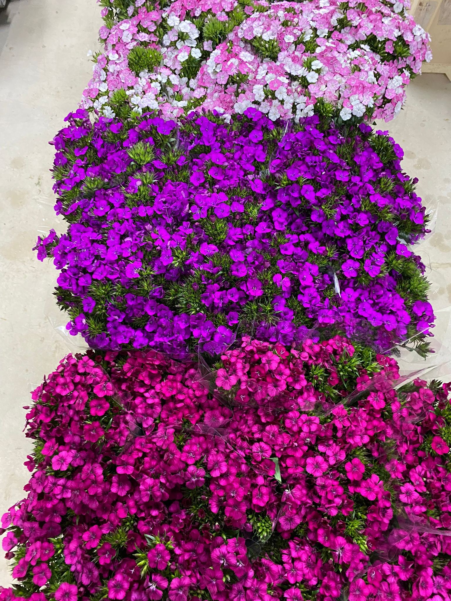 Dianthus Amazon Morado 80cm