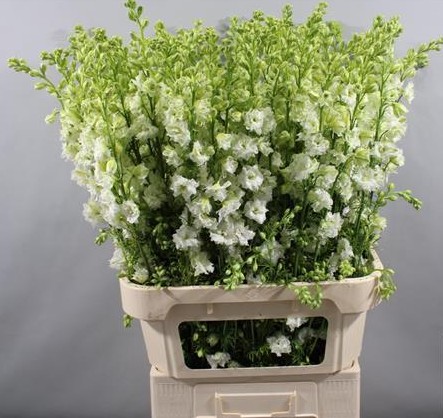 Delphinium Hol. Cons R Q White 90cm x10