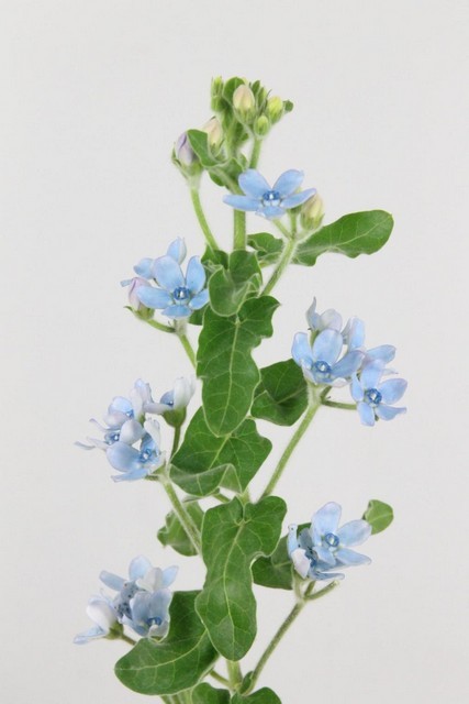 Oxypetalum Tan Pur Blue 45cm Az "T20"