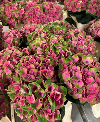 Hortensia Hol. Charlottte 60cm 12/15 Bic.