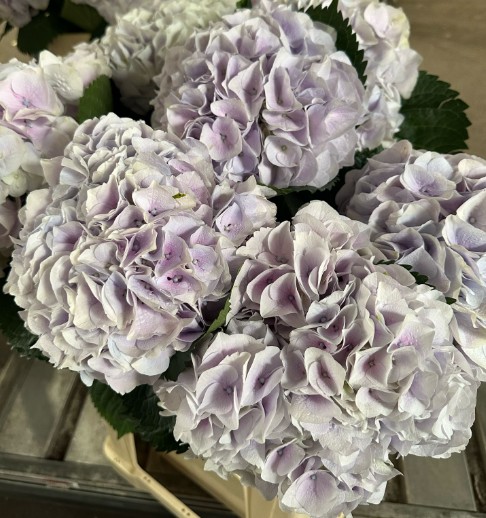 Hortensia Hol. My Pinktou 80cm 20/22 Champagne