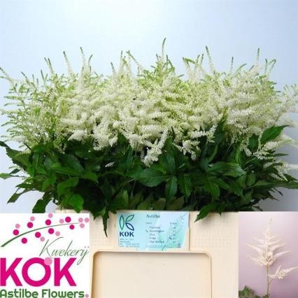 Astilbe Whasinthong "KOK" 60cm