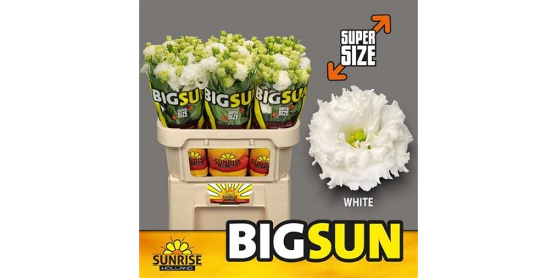 Lisiantus Hol. Alissa Pure White 65cm 55gr x10
