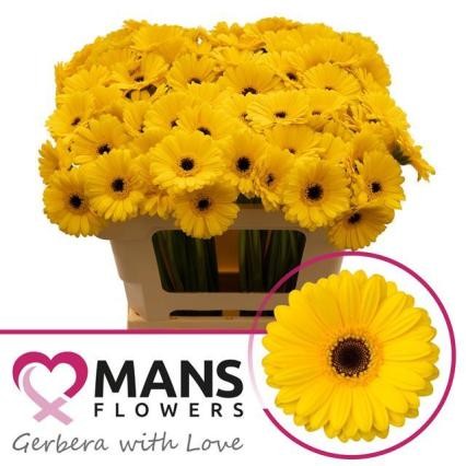 Gerbera Mini Hol. Pires x20 Am