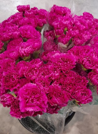 Clavel Nac. 70cm Mulberry