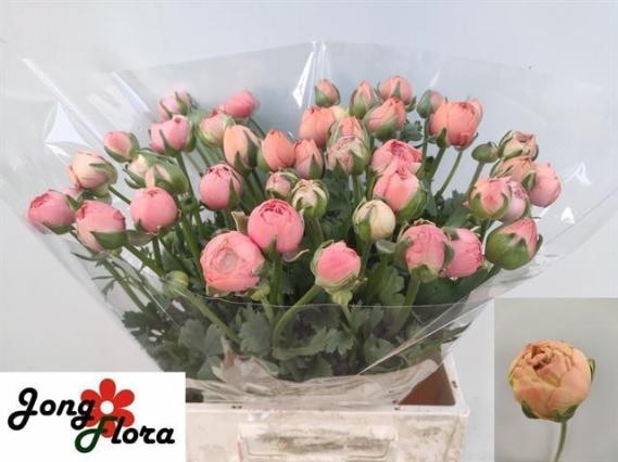 Ranunculos Hol. Aazur Salmon 45cm 20gr