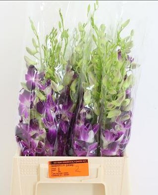 Dendro overig 45cm