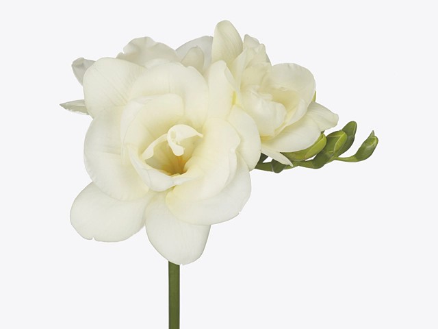 Fresia Hol. Versailles 55cm 18gr Bl. "T50"
