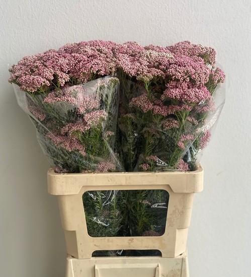 Flor de Arroz Italia Pink 60cm 200gr Paq.