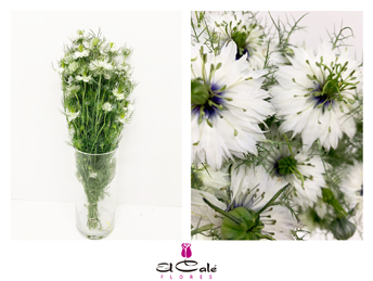 Nige D. Bridal White 70cm