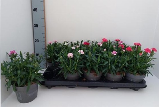 P. Clavel/Dianthus Hol. Osc Mix 12/22cm "CC10"
