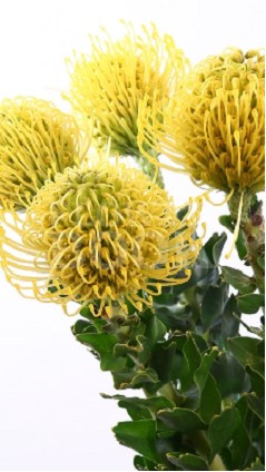 Protea Nutans High Gold 30cm Am.