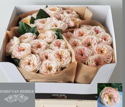 Rosa Hol. Shiver! 60cm