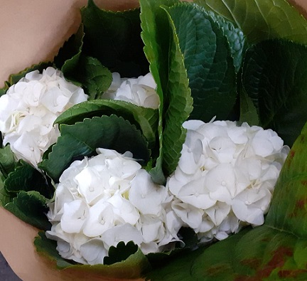 Hortensia Hol. Allure 60cm �20/22
