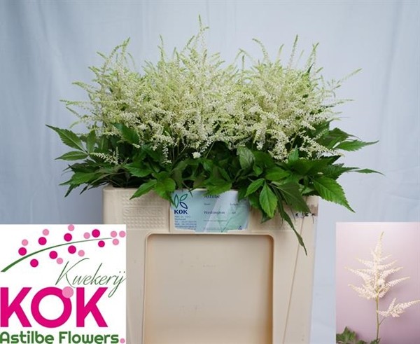 Astilbe Whasinthong "KOK" 55cm