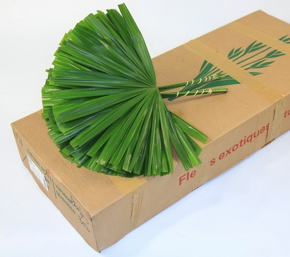 Hoja Rhapis Cortado 52cm