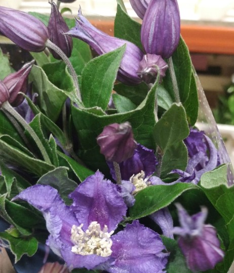 Clematis Amazing Sydney 60cm Az.