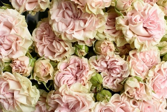 Ramificada Sweet flow 60cm