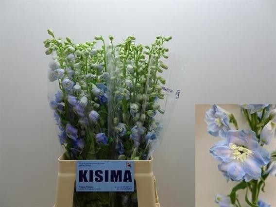 Delphinium Hol. El Magic Skyblue Whitebee 50cm "T10"