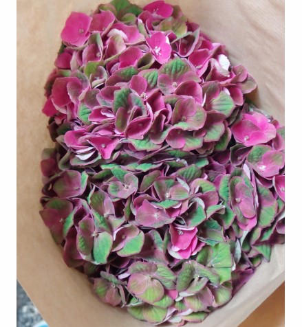 Hortensia Hol. Mag. Charlottte 60cm 16/18 Bic.