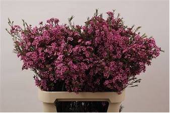 Flor Cera Un Jupiter 80cm 80gr "T25" Mor.