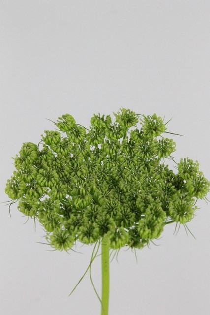 Ammis Visnaga Green Mist 60cm