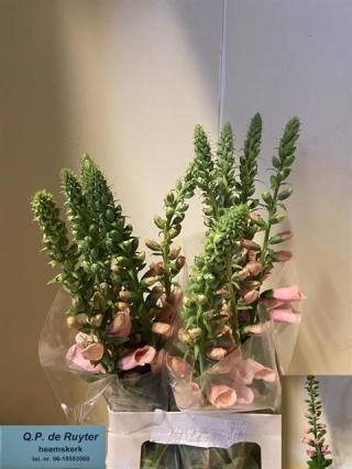 Digitalis Hol. Purpurea 70cm