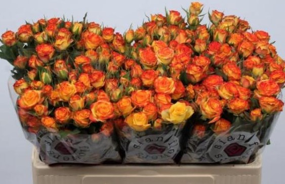 Ramificada Eyeliner 70cm Bic.