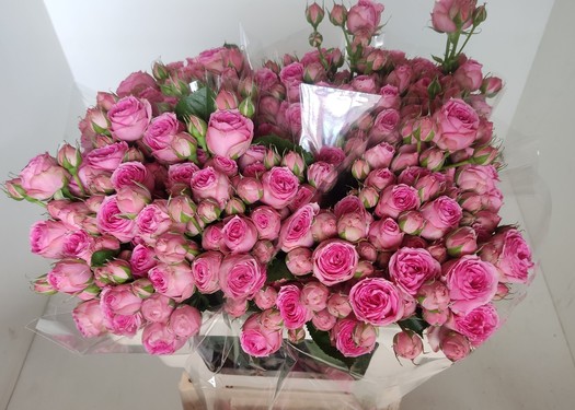 Ramificada Super Sensation 50cm
