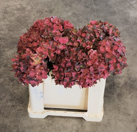Hortensia Hol. Mag. Chocolate 50cm �16/18 Bic.
