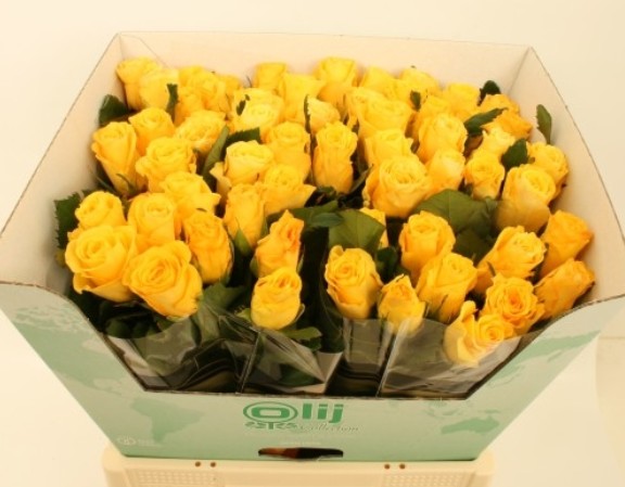 Rosa Hol. Jackpot+ 70cm x10 Ama.