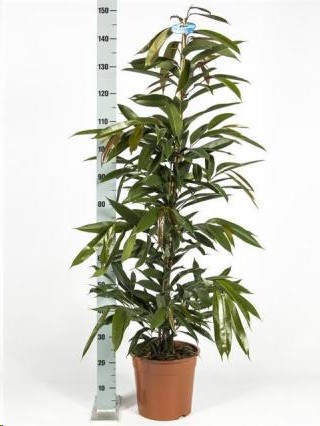 P. Ficus Bin Amstel King 27/150cm