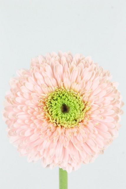 Gerbera Hol. Gb Gterra Himalia Rs.