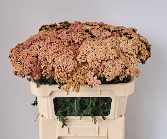 Achilea Hol. Lachsschon 55cm