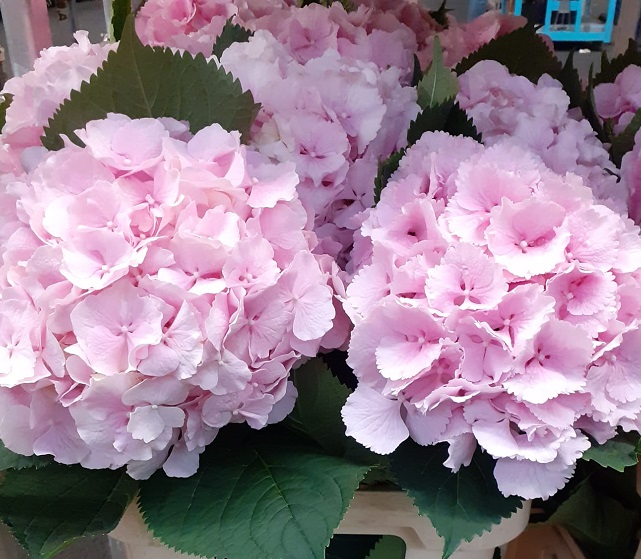 Hortensia Hol. Verena 65cm �20/22 Rosa