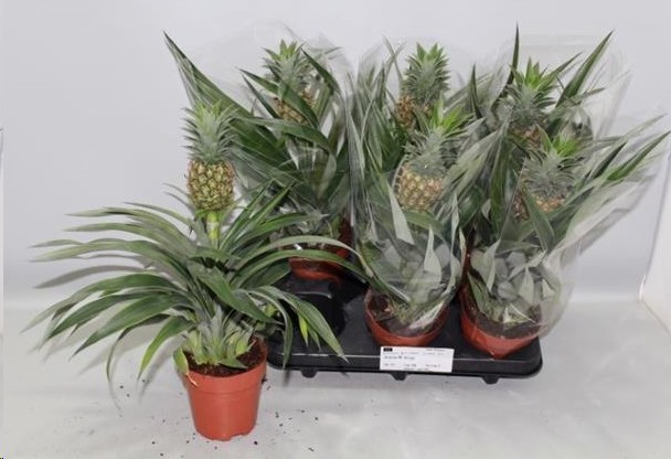 P. Ananas Amigo 12/35cm x6