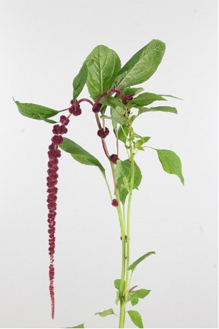 Amaranthus Hol. Red Cord 75cm