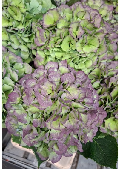 Hortensia Hol. Verena Blue Classic 80cm 22/24