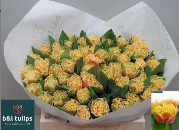 Tulipan Hol. Dentado Brisbane 35cm Ama