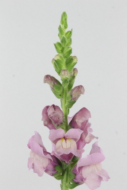 Antirrhinum Hol. Poto Lavander 75cm