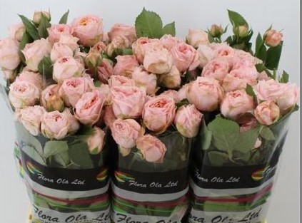 Ramificada Georgia Peach 70cm
