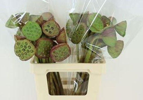 Nelumbo Nucifera 60cm