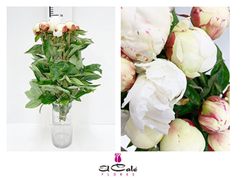 Peonia Hol. Elsa Sass 60cm "AAA"