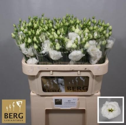 Lisiantus Hol. Alissa Pure White 70cm 55gr "T10"