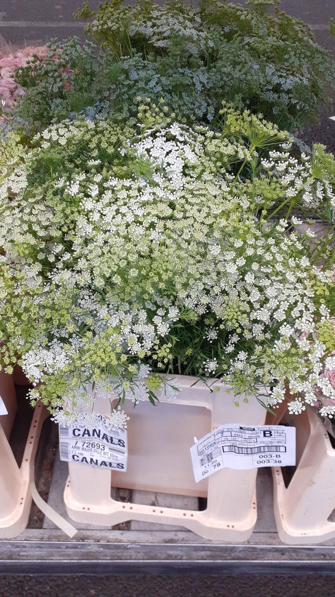 Ammis Majus 70cm