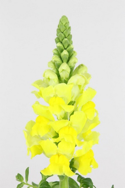 Antirrhinum Hol. Legend Yellow 75cm