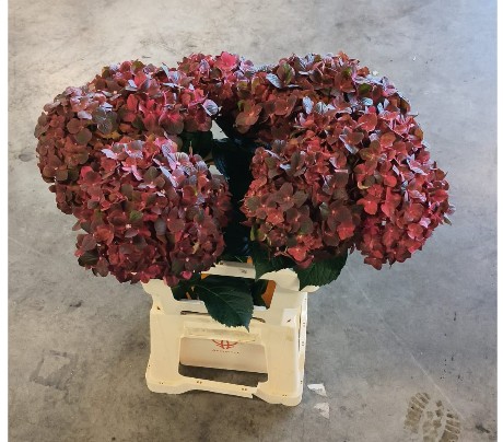 Hortensia Hol. Mag. Chocolate 60cm �16/18 Bic.