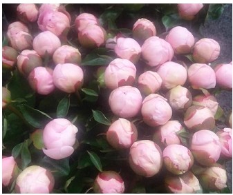 Peonia Angel Cheeks 50cm Rs