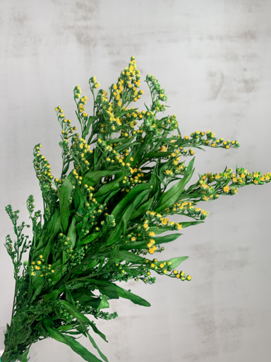 Solidago Preservado 50cm 90g